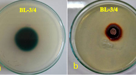 Orange peel as an inducer for Laccase production in a novel fungal strain peyronellaea pinodella BL-3/4 and optimization of its cultural parameters by single parameter approach