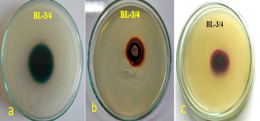 Orange peel as an inducer for Laccase production in a novel fungal strain peyronellaea pinodella BL-3/4 and optimization of its cultural parameters by single parameter approach