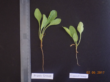 Effect of Pranic agriculture on vegetative growth characteristics of spinach (Spinacia oleracea L.)