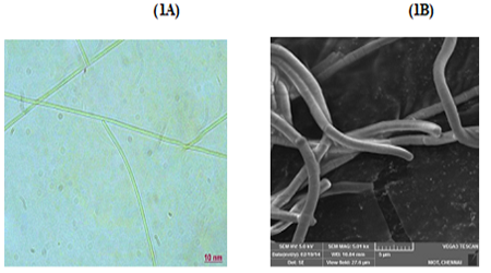 Statistical optimization of culture medium composition for enhanced zeaxanthin production by Cyanophycean microalgae Trichodesmium thiebautii (NIOT 152)