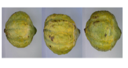 An Objective Classification Approach of Cacao Pods using Local Binary Pattern Features and Artificial Neural Network Architecture (ANN)