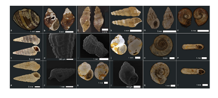 Occurrence and Preservation of Gastropod Shells in Recent Riverine and Estuarine Sediments of Chennai, SE-India