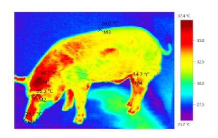 Assessment of Rectal Temperature using Infrared Thermal Camera in Pigs