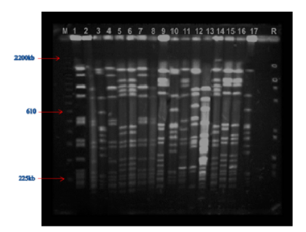 Cluster Analysis of Clinical, Food, and Handler Methicillin-Resistant Staphylococcus Aureus Isolates Characterized by Pulse Field Gel Electrophoresis