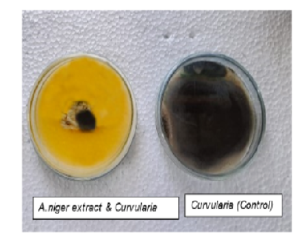 Exploration of Antagonistic Fungi From Rhizospheric Soil Against Phytopathogens of Solanum melongena and Citrus sinensis