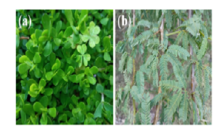 Comparative Evaluation of Biogenesis of ZnO Nanoparticles Using Leaf Extracts of Bacopa monnieri, Acacia arabica and Catharanthus roseus