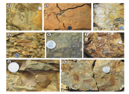 A Comparative Study of Ichnofossils from Upper and Middle Bhuban Unit of Bhuban Formation (Surma Group), Aizawl, Mizoram to Decipher the Depositional Environment