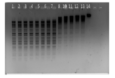 Isolation of Restriction Enzyme from Sewage Samples Derived Bacillus sp.