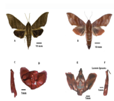 Two New Record of the Genus Ampelophaga (Lepidoptera: Sphingidae) from Different Altitude in Mizoram , North East India