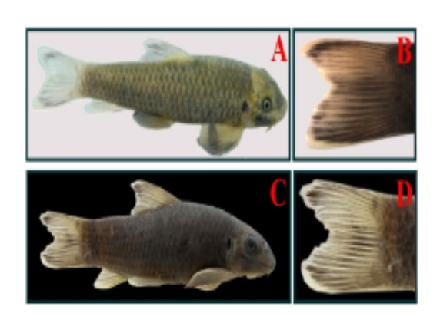 Studies on the Genus Garra (Teleostei: Cyprinidae) from the Kaladan Drainage of Mizoram, India, and Synonymization of G. tyao with G. rakhinica