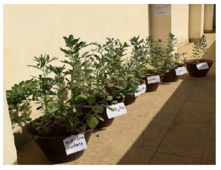 Assessment of the Potential of Rhizobium leguminosarum bv.viciae on Two Different Soils with the Ashebka faba Bean Variety (Viciae faba L.) as the Host Plant