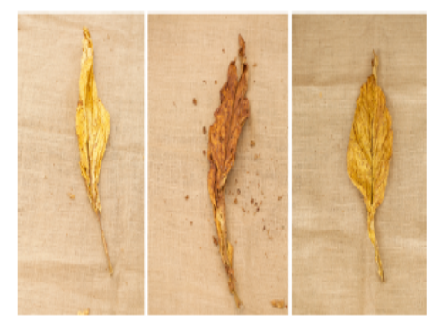 is tobacco still grown in virginia Tobacco and Staple Agriculture