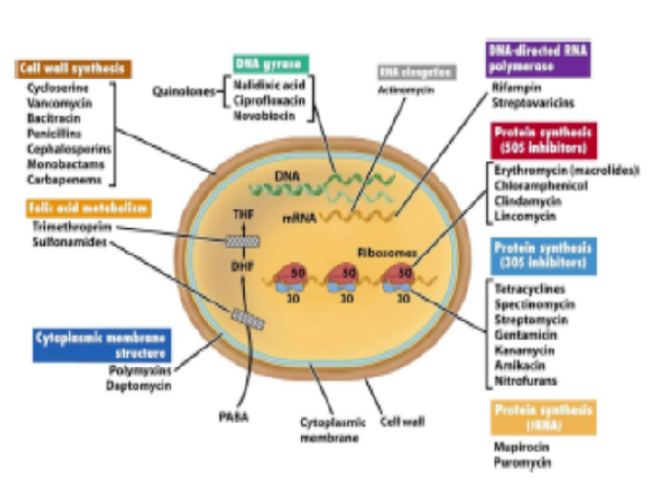 Analysis of Antibiotics Prescribed in Pediatric Department of Civil Hospital Dharashiv (Maharashtra)
