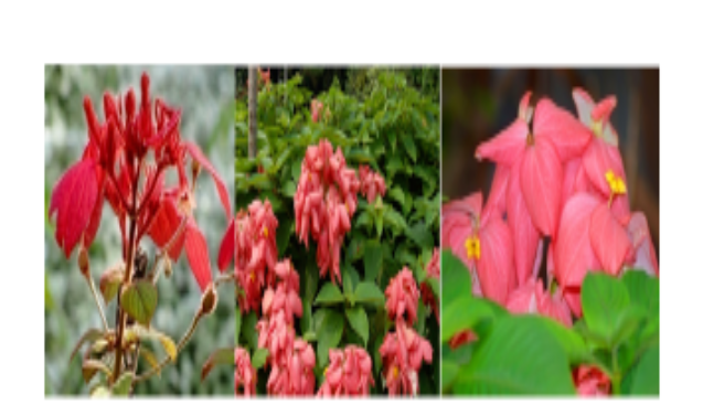 A Review on Medicinal Value and Pharmacological Profile of Mussaenda erythrophylla
