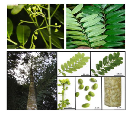 A Comprehensive Review on Medicinal Value and Pharmacological Profile of Simarouba Amara [Abul]