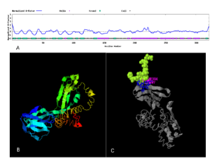 Developing a Multiepitope Vaccine Against Helicobacter pylori using the CTLA-4 Extracellular Domain