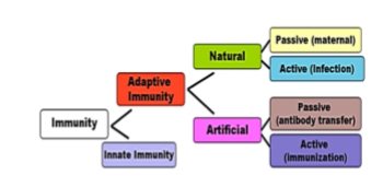 Periodontal vaccine a review