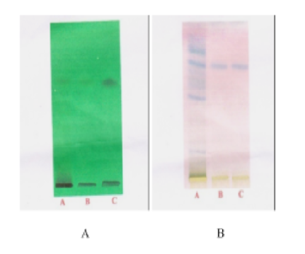 Isolation and Structural Characterisation of Phytoconstituents of Coccinia indica Extract