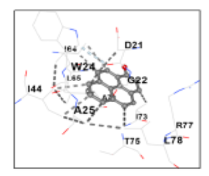 Antibacterial Activity of Lactuca virosa with an In silico Approach