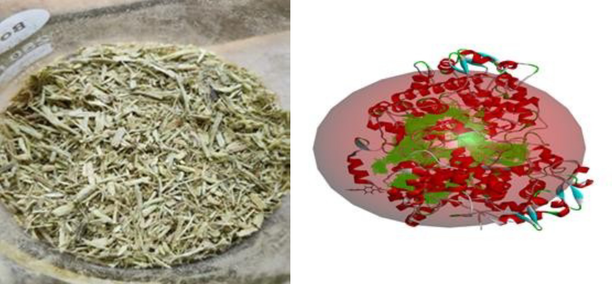 Phytochemical and In-silico Screening for Anti-inflammatory Action of Major Phytochemicals Present in the Alcoholic Extract of Clerodendrum thomsoniae Balf.f.
