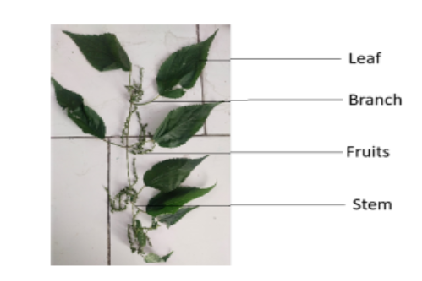 Pharmacological Properties and Therapeutic Potential of Urtica dioica : A Comprehensive Review