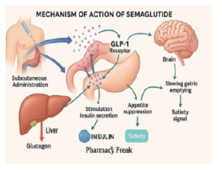 Semaglutide as a Cornerstone Therapy in Obesity: Clinical and Pharmacological Insights