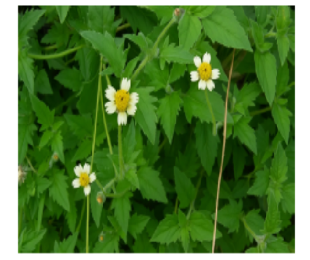 Network Pharmacology–Focused Review on Tridax procumbens as a Potential Therapeutic Agent for Hemophilia