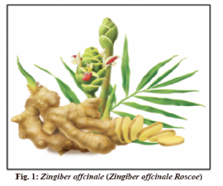 Zingiber offcinale: A Natural Remedy with Multifaceted Pharmacological Actions