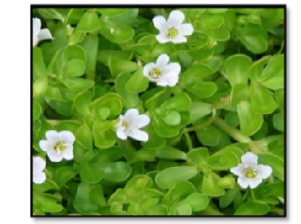 Herbal Neurotherapeutics in Alzheimer’s Disease: A Comprehensive Review of Traditional Cognitive-Enhancing Medicinal Plants