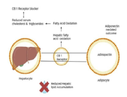 Peripherally Selective CB1 Receptor Antagonists: A Promising Therapeutic Strategy for Metabolic Disorders
