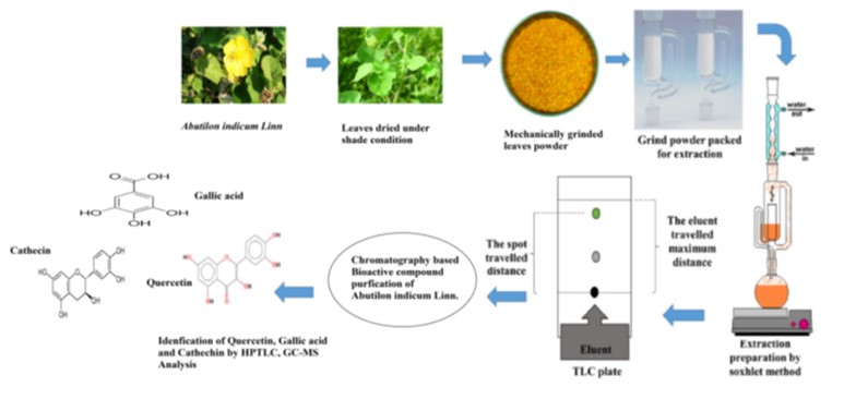 Analyzing the Phytochemistry and Bioactive Compounds of Abutilon indicum for antidiabetic activity Using TLC, HPTLC, GC-MS in Aqueous, Ethanol, and Chloroform Solvents for Pharmacognosy Determinations